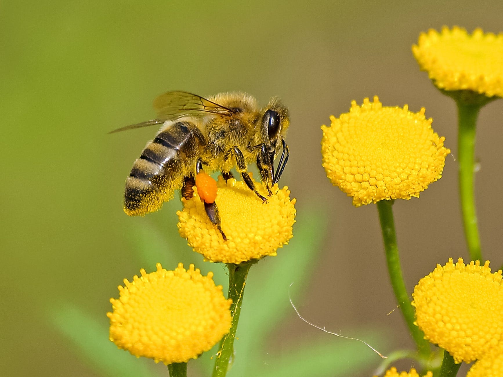 Diploma in Bee Keeping