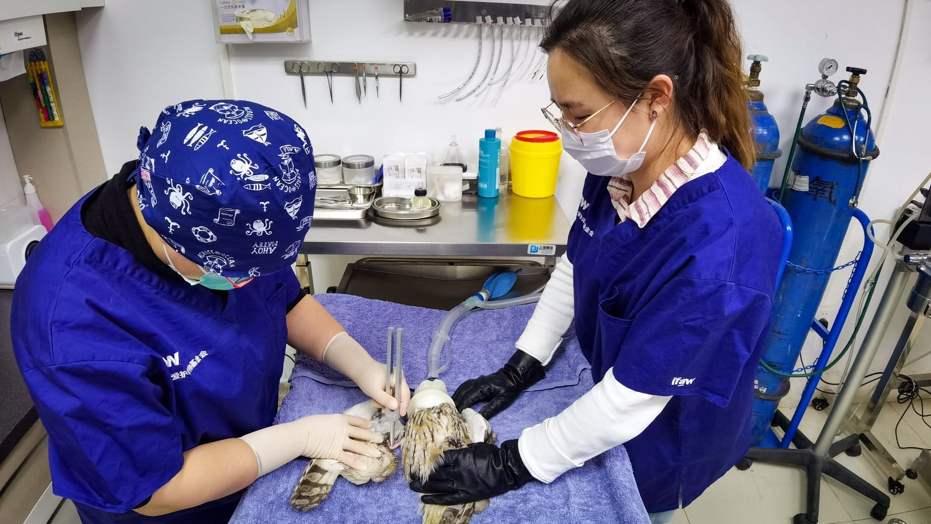 Diploma in Veterinary Assistant